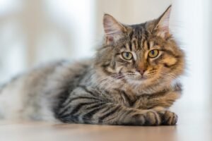 Un gato gris acostado mirando fijamente a la cámara, con el fondo desenfocado